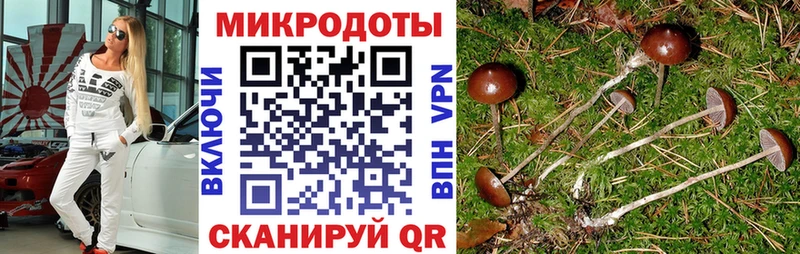 Псилоцибиновые грибы Psilocybe купить наркотики сайты Киселёвск